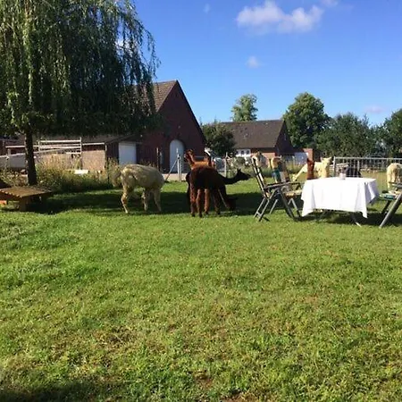 Alpakablick